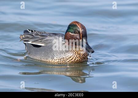 Eurasische Teal, Anas crecca, erwachsener Mann schwimmt im seichten Wasser, Norfolk, England, Vereinigtes Königreich Stockfoto