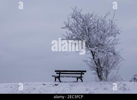 Leipzig, Deutschland. Februar 2021, 13th. Ein Busch auf dem Wachberg ist mit Reif bedeckt. Das Wochenende in Sachsen bleibt winterlich. Quelle: Jan Woitas/dpa-Zentralbild/dpa/Alamy Live News Stockfoto