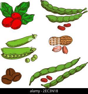 Gesunde und nahrhafte Erdnüsse, grüne Hülsen und Körner von süßen Erbsen und Bohnen, frische rote Früchte und geröstete Kaffeebohnen. Skizzensymbole f Stock Vektor