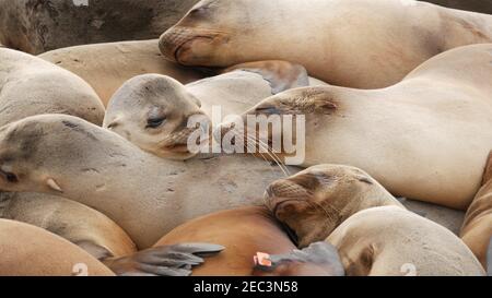 Seelöwen auf dem Felsen in La Jolla. Wildrohrige Robben, die in der Nähe des pazifischen Ozeans auf Steinen ruhen. Lustige faule Tiere schlafen. Geschützte Meeressäuger Stockfoto