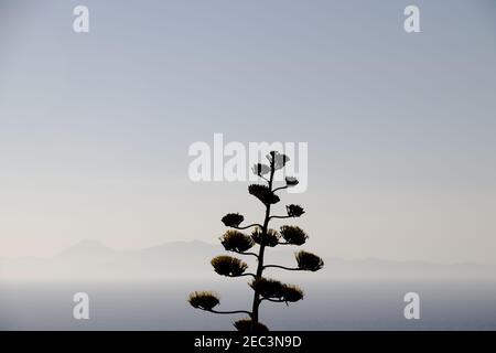 Agave Americana, Agave Blume vor Berg und Meer Silhouette Stockfoto