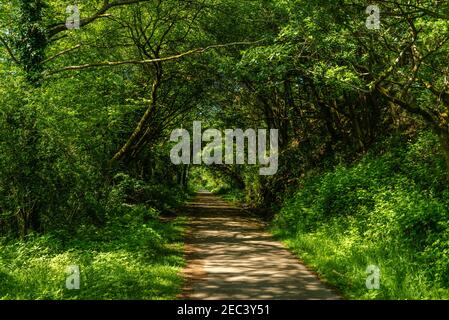 Licht auf einem Pfad durch einen Tunnel aus Grün Laub Stockfoto