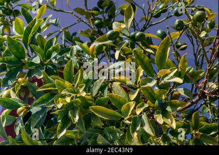 Unreife Zitrusfrüchte japonica Frucht oder fortunella auf einem Baum in sonnigen Tag. Selektiver Fokus Stockfoto