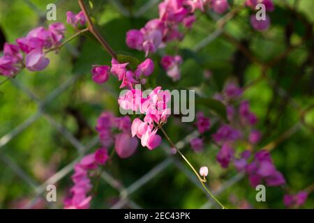 Tropische Blume im sonnigen Garten Foto. Süße Erbsen aus der Nähe auf Zaun. Rosa Blüte und grüne Blätter. Bauernblütenweingarne auf Gitter. Sommergarten d Stockfoto