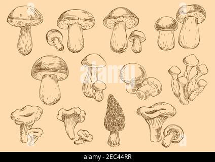 Altmodische Illustration von essbaren Pilzen Skizzen Ikonen mit frischen Pfifferlingen und Champignons, Honig-Agarien und Steinpilze, braune Kappe Boletus, cep Stock Vektor