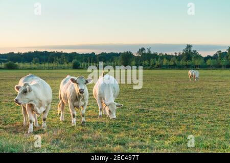 Drei weiße Bullen überqueren die grüne weite Wiese, wenn die Sonne in Bourgogne untergeht. Frankreich, Burgund. Stockfoto