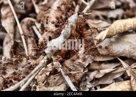 Feueramse - grüne Baumamante (Oecophylla) im Winter bauen den trockenen Wald das hängende Laubnest auf. Thailand. Stimmen des Regenwaldes Stockfoto