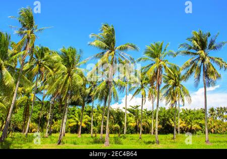 Lebendige Landschaft mit Kokopalmen. Tropisches Panorama mit Palmen. Palmenkrone am blauen Himmel. Sonnige tropische Insel Foto. Tropische wilde Natur. Exo Stockfoto