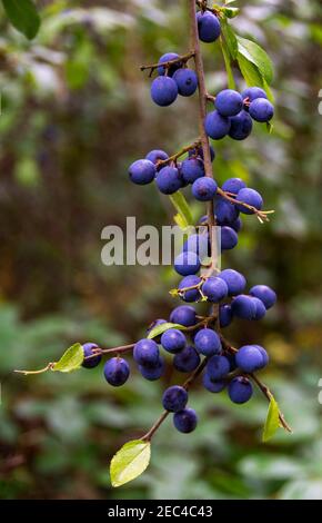 Frucht des Schlehdornstrauch, bekannt als Schlehe, die in der Herstellung Schlehe Gin im Herbst bereit für Weihnachten verwendet werden Stockfoto