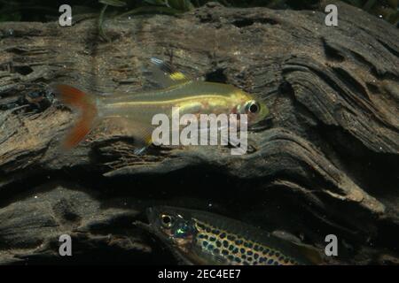 Pristella Tetra, Pristella maxillaris, Stockfoto