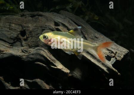 Pristella Tetra, Pristella maxillaris, Stockfoto