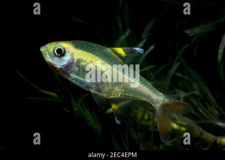 Pristella Tetra, Pristella maxillaris, Stockfoto