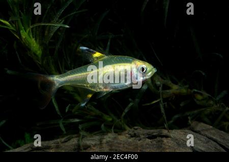 Pristella Tetra, Pristella maxillaris, Stockfoto