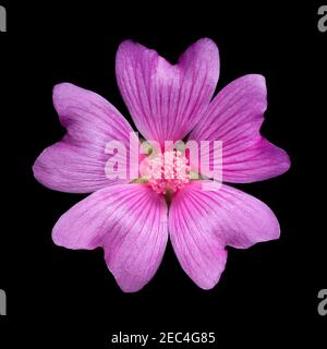 Gemeine Malvenblume, Malva sylvestris, schwarzer Hintergrund Ausschnitt Stockfoto