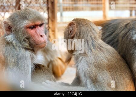 Zwei Affen sitzen an einem sonnigen Tag in Savar Mini Zoo Stockfoto