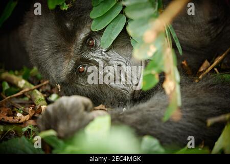 Berggorilla, Gorilla beringei beringei, Bwindi Impenetrable National Park, Uganda, Afrika Stockfoto