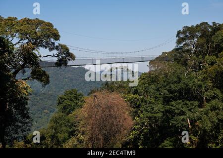 Hängebrücke in Nyungwe Forest, Ruanda, Afrika Stockfoto