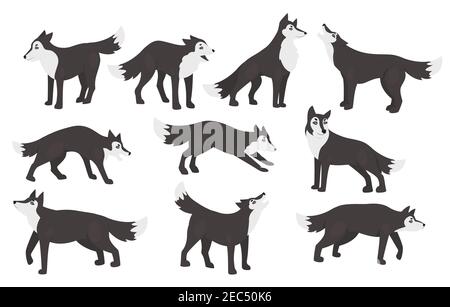 Wolf Poses Vektor Illustration Set. Cartoon niedlichen wilden Tierfiguren stehen in verschiedenen Haltungen Clipart Sammlung, Wildlife Wald Raubtier, pelzigen grauen Wölfe heulen isoliert auf weiß Stock Vektor