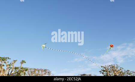 Farbenfrohe Drachen fliegen in blauem Himmel über Bäumen im Embarcadero Marina Park, San Diego, Kalifornien, USA. Kinder bunten Spielzeug gleiten in der Luft im Wind. Sym Stockfoto