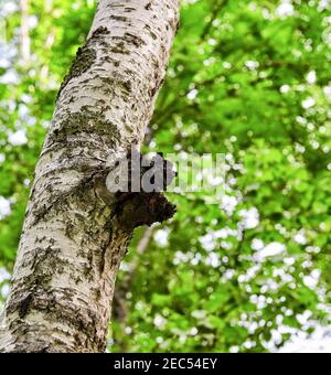 Die einzige Chaga ist ein Parasit auf dem Baum. Draußen auf einem verschwommenen Hintergrund von Birkenblättern. Juni. Region Irkutsk Stockfoto