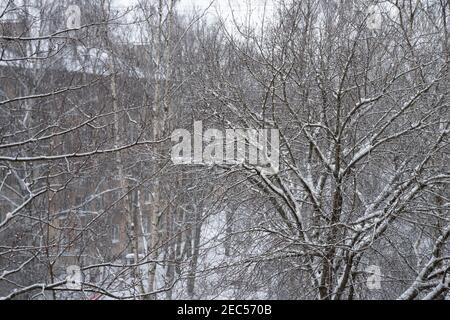 Bäume bedeckt mit frischem dünnen Februar Schnee im Jahr in St. Petersburg, Russland. Stockfoto