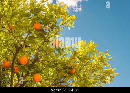 Orangen Früchte und Blüten auf Orangenbaum in Obstgarten gegen den blauen Himmel. Mediterraner natürlicher landwirtschaftlicher Hintergrund. Katalonien, Spanien. Stockfoto