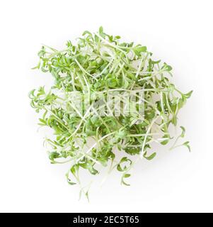 Haufen von Micro Greens Gartenkresse Sprossen isoliert auf weiß Hintergrund Stockfoto