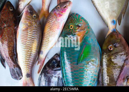 Tropische Meeresfische auf dem Markttisch. Fischmarkt vor Ort. Frischer Fischfang mit Makrele. Korallenfische bereit zum Kochen aus der Nähe. Natürliche Lebensmittel Stockfoto