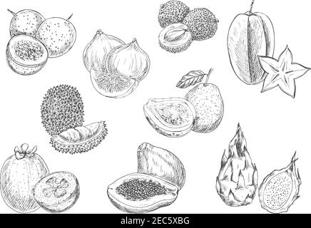 Exotische und tropische Früchte. Vektor Bleistift Skizze isolierte Ikonen von Papaya, Durian, Carambola, Litschi, Mangostan, Guave, Feige, Drachenfrucht Stock Vektor