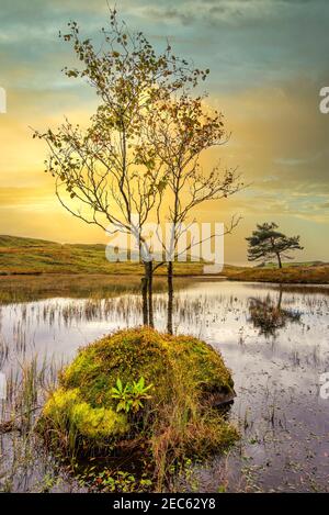 Die Sonne untergeht hinter einem einstehenden Baum, der aus einem wächst Rock in Kelly Hall Tarn in der Nähe von Coniston im See District National Park Stockfoto