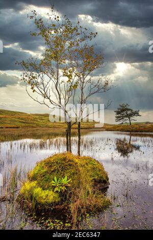 Die Sonne untergeht hinter einem einstehenden Baum, der aus einem wächst Rock in Kelly Hall Tarn in der Nähe von Coniston im See District National Park Stockfoto