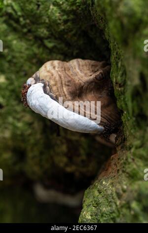 Bracket Pilze wachsen auf einem Acer Carpinifolium - Hainbuche Ahornbaum in Westonburt Arboretum, Gloucestershire im September, England, Großbritannien Stockfoto