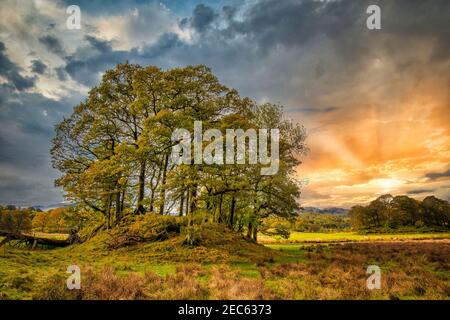 Eine wunderschöne Szene des Sonnenuntergangs über einem kleinen Baumbestand und Feldern in Coniston, einem Teil des Lake District National Park in Cumbria, Großbritannien Stockfoto