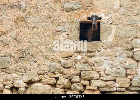Niedliche Erwachsene Ziege Blick aus der Scheune Türen. Ländliche Leben auf dem Bauernhof. Ökotourismus Konzept. Lokaler spanischer Bauernhof, Katalonien, Spanien. Stockfoto