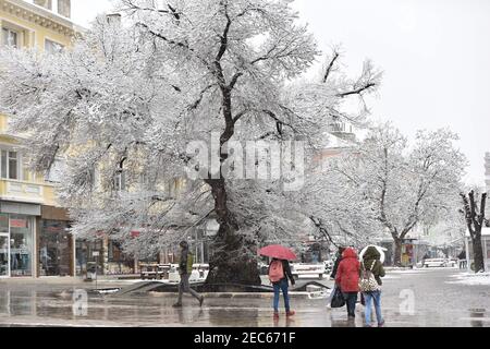 Sliven, Bulgarien - März 22nd 2018: Der alte Ulmenbaum (bulgarisch: 'Stariyat Bryast') in der mit Schnee bedeckten Hauptstraße Stockfoto