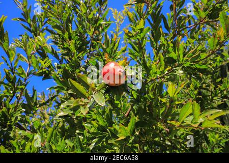 Ein Granatapfel wächst auf einem Baum Stockfoto