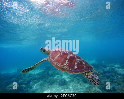 Meeresschildkröte schwimmt auf, um auf der Wasseroberfläche zu atmen. Schnorcheln im flachen Wasser der tropischen Lagune. Exotische Insel Meeresfauna. Wilde Natur von Stockfoto