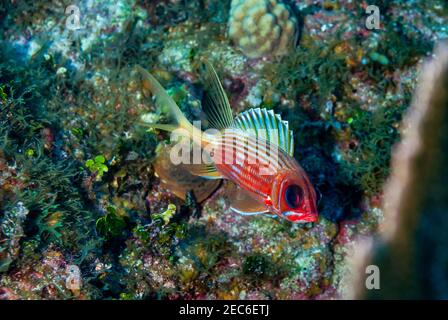 Longjaw Squirrelfish Schwimmen in der Nähe des Riffs in den Gewässern von Little Cayman. Stockfoto