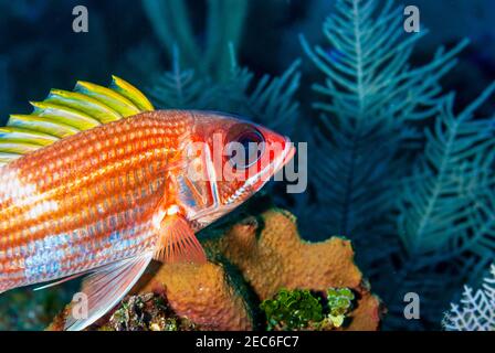 Longjaw Squirrelfish Schwimmen in der Nähe des Riffs in den Gewässern von Little Cayman. Stockfoto