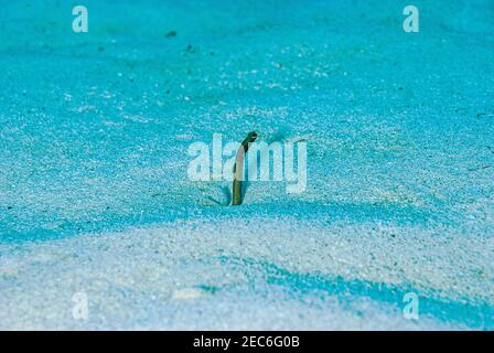 Ein Gartenaal, der sich über dem Sand im Cayman ernährt Inseln Stockfoto