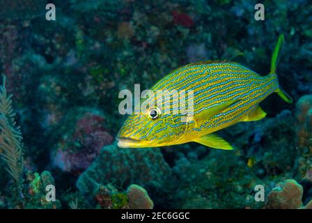 Blue Striped Grunt schwimmt über dem Korallenriff Stockfoto