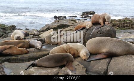 Seelöwen auf dem Felsen in La Jolla. Wildrohrige Robben, die in der Nähe des pazifischen Ozeans auf Steinen ruhen. Lustige faule Tiere schlafen. Geschützte Meeressäuger Stockfoto