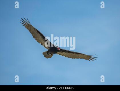 Turkey Vulture (Cathartes Aura) im Sepulveda Basin Wildlife Reserve, Los Angeles, CA. Stockfoto