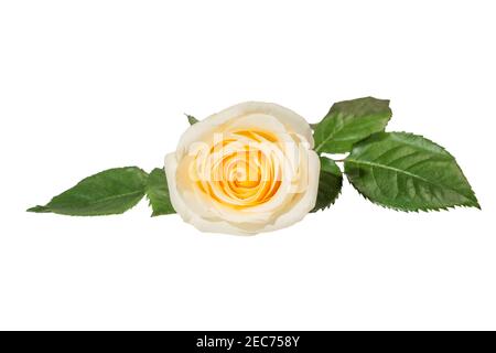 Zarte gelbe Rosenblüte mit Blättern isoliert auf weißem Hintergrund Stockfoto