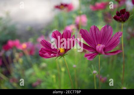 Zwei Blüten von hellkarmesinrot cosmea auf grünem Hintergrund Stockfoto