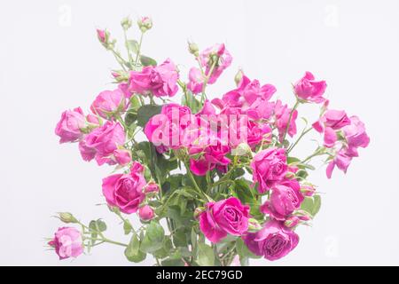 Kleine rosa Sprührosen, auf einem hellen pastellfarbenen Hintergrund Stockfoto