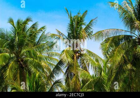 Grüne Coco Palmblätter auf blauem Himmel Hintergrund. Coco Palmen und blauer Himmel Foto mit Sonneneinstrahlung. Tropisches Paradies Banner Vorlage. Schöne tropische Natur Stockfoto