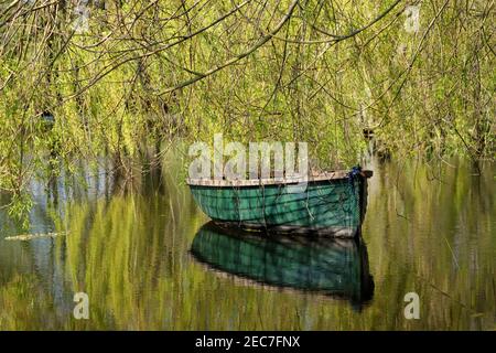 Ein grünes Ruderboot mit Spiegelung unter einem weinenden Weidenbaum auf einem ruhigen Teich. Stockfoto