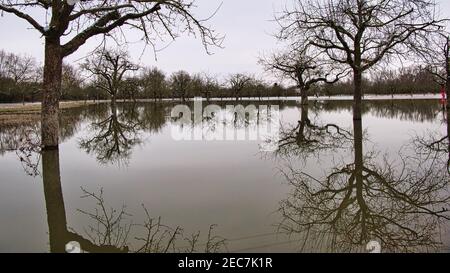 Bäume in den Obstgärten am Alten Rhein spiegeln sich In der teilweise gefrorenen Flut Stockfoto