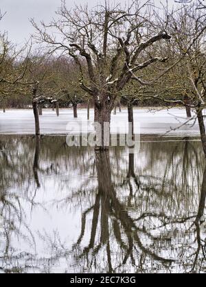 Bäume in den Obstgärten am Alten Rhein spiegeln sich In der teilweise gefrorenen Flut Stockfoto